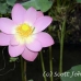 flower_pad_lily_kom_ubud_h_0069_bal4436.jpg